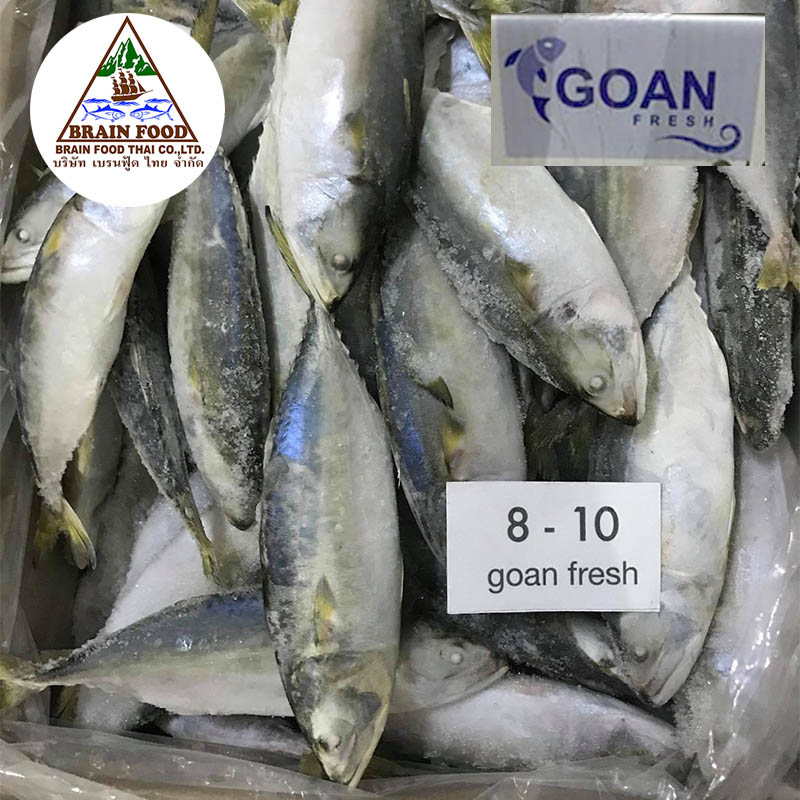 Goan-fresh-ปลาทูสดแช่แข็ง-ไซด์-8-10